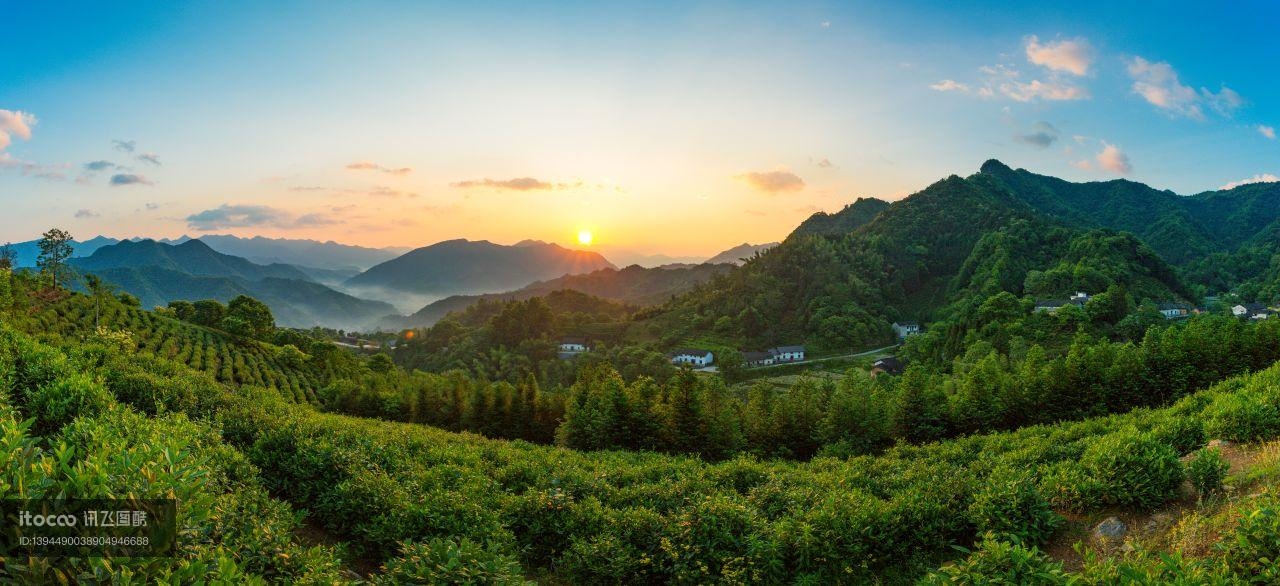 森林,成片种植,植物