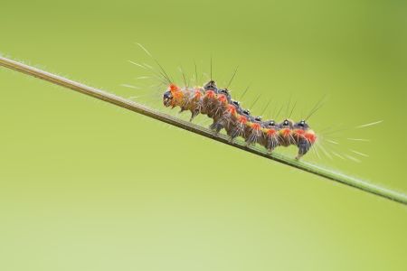 昆虫,毛毛虫,动物,生物,特写,昆虫类,虫子