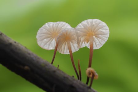 蘑菇（块菌）,蘑菇,植物,生物,真菌,特写