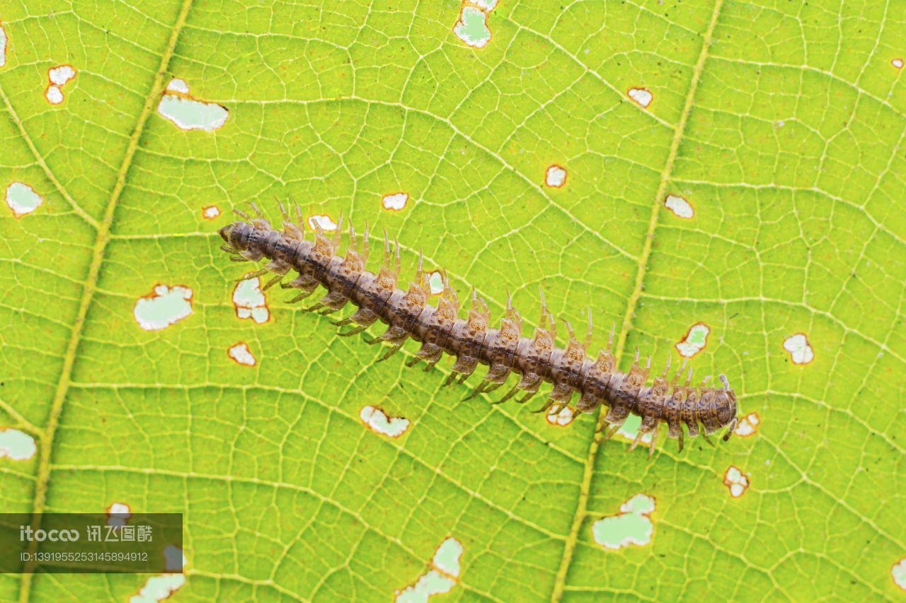 昆虫,毛虫,幼虫