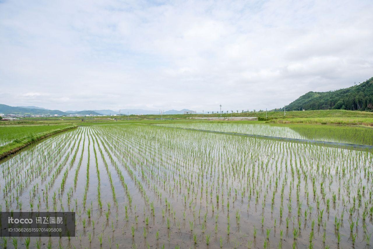 水稻田,自然风光,草原