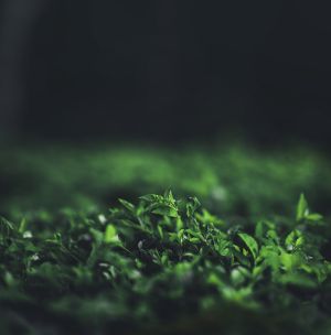 植物,绿叶,生物
