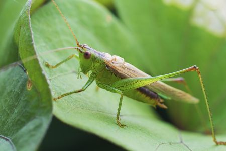 昆虫,节肢动物,虫子,动物,特写