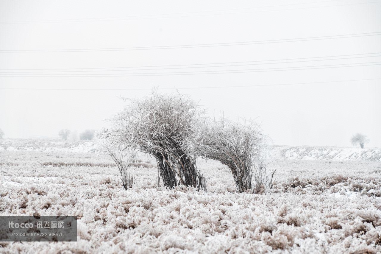 冬天,树挂,冰雪