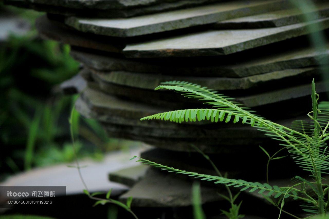 特写,青草,植物