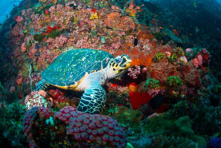海龟,珊瑚礁,自然风光,生物,海洋,特写,动物,爬行动物,绿藻