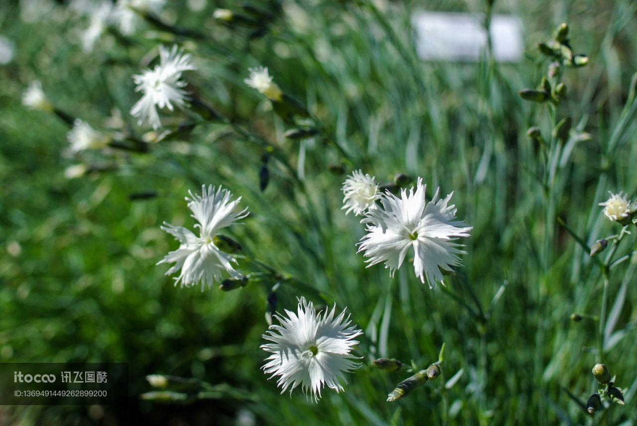 生物,植物,花