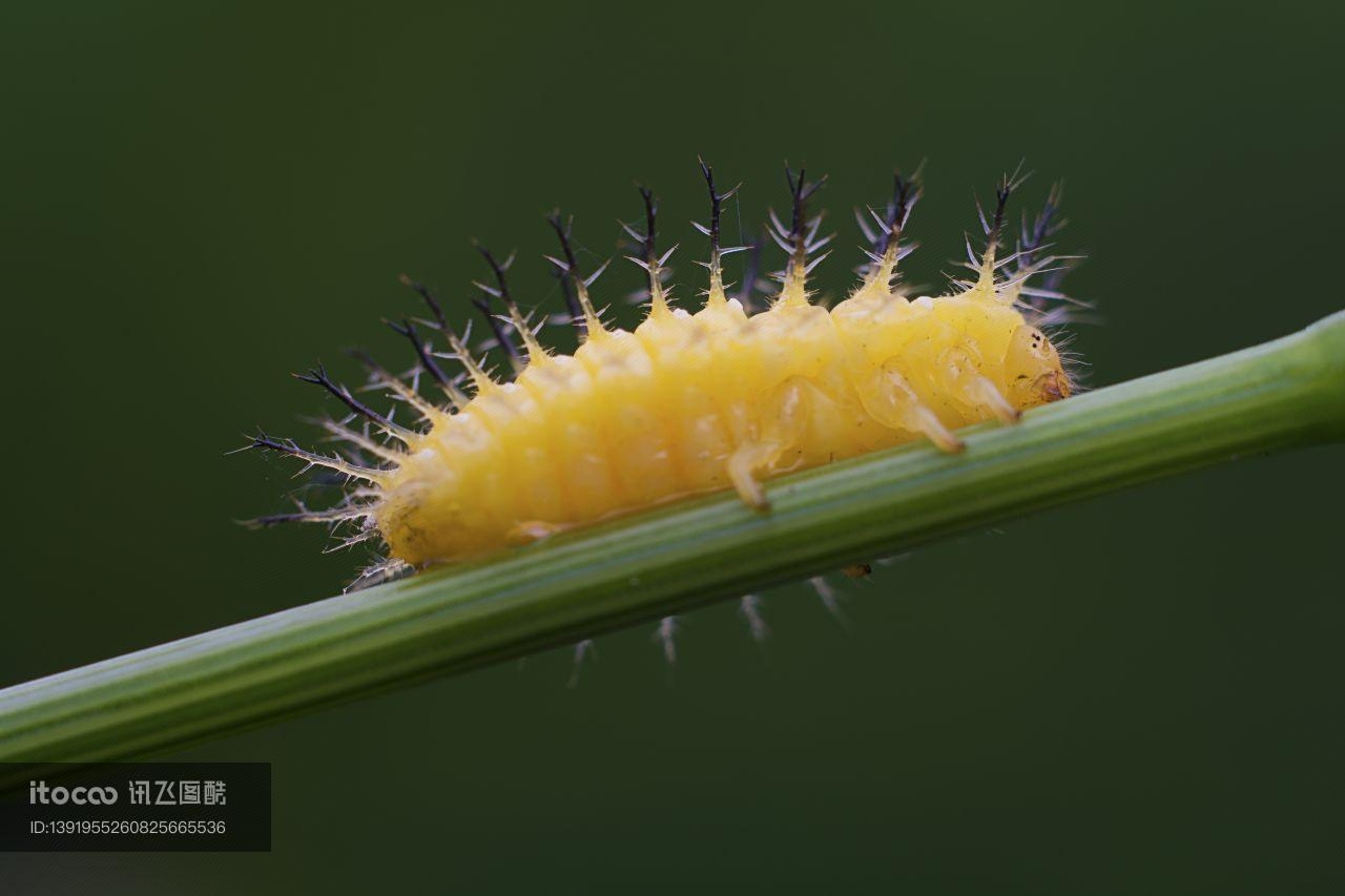 昆虫,虫子,软体类