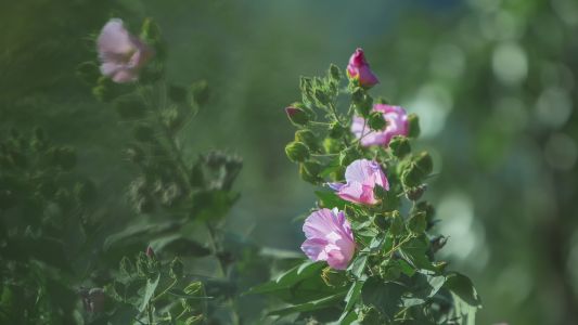 植物,自然风光,生物,花卉,荷花