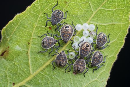 生物,昆虫,特写,户外,自然,环境,动物,植物,树叶,田园风光