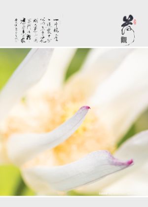 植物,生物,特写,花,百合