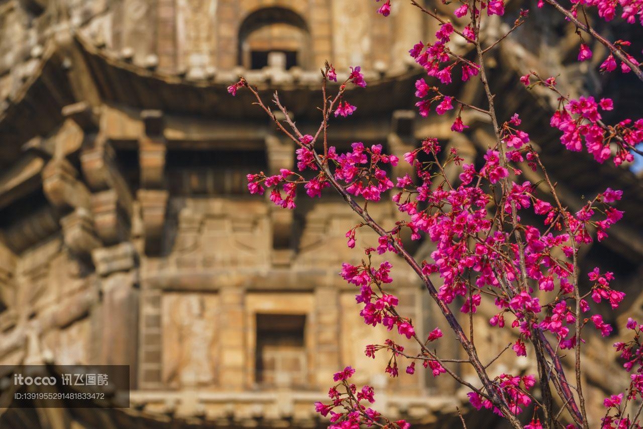 生物,特写,植物