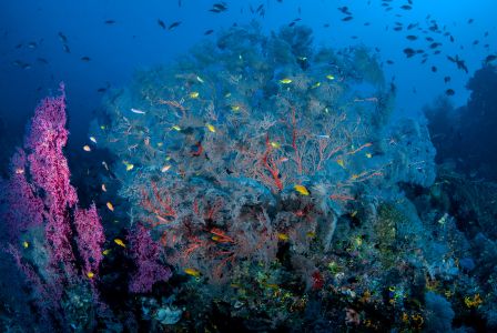 珊瑚,自然风光,生物,海洋,全景,鱼类,植物,动物,海底世界