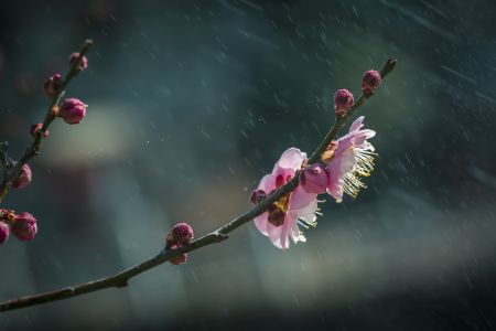 植物,自然风光,生物,特写,花,树叶,树木
