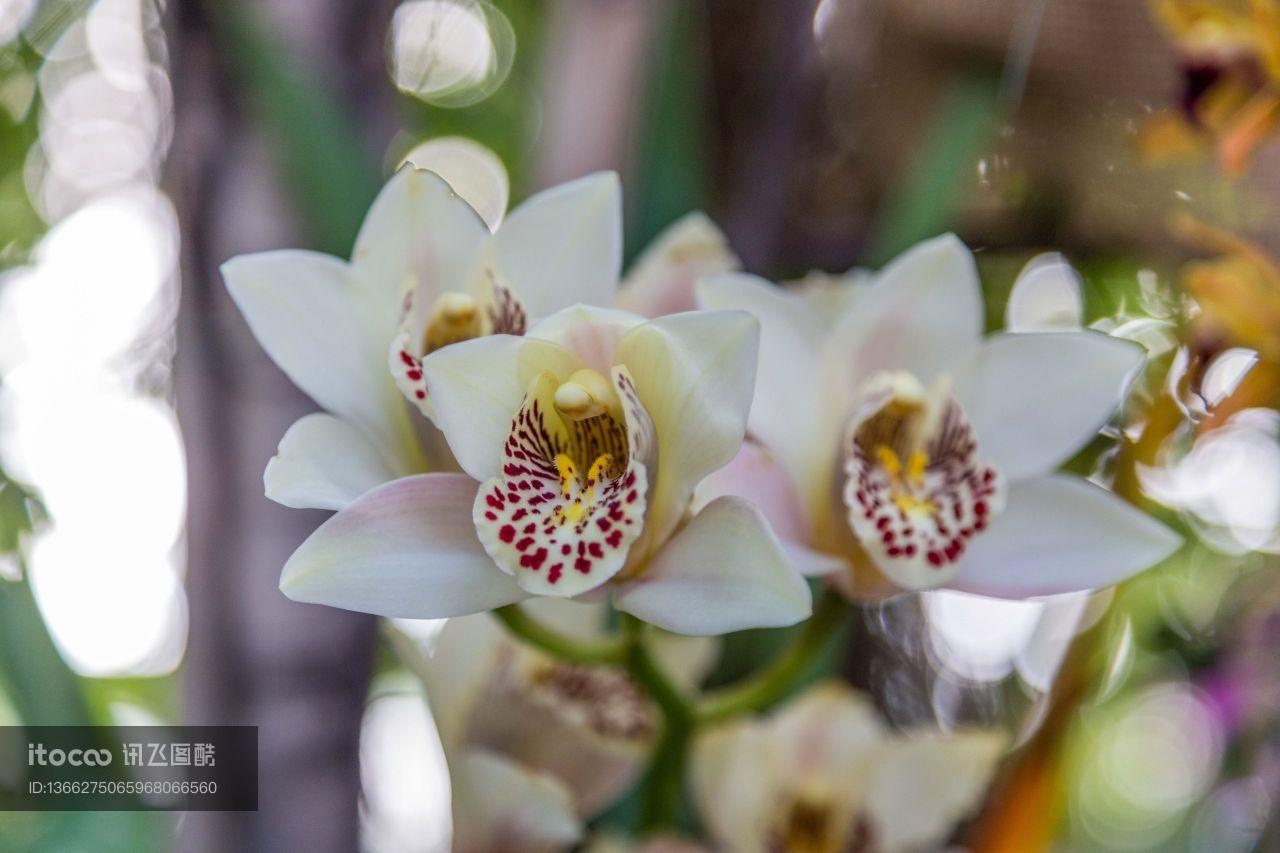 花,特写,生物