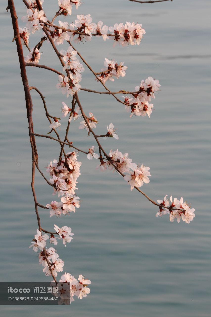 自然风光,植物,花