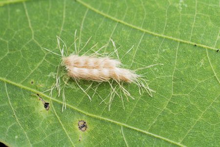昆虫,毛虫,幼虫,动物,生物,特写,微距