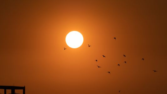 太阳,特写,生活工作,动物,鸟类,天空,日落