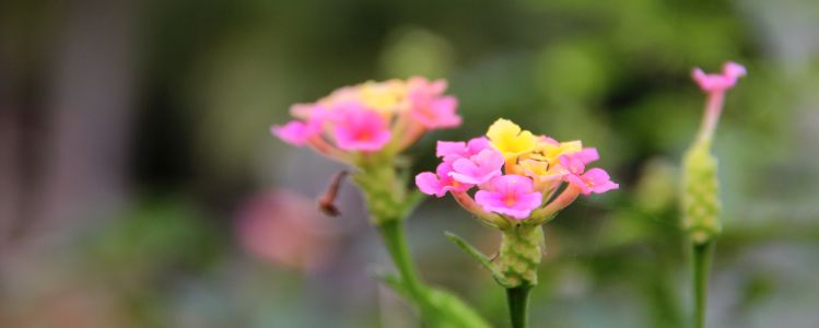 植物,五色梅,马鞭草科,马缨丹,花卉