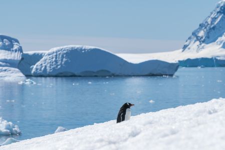 企鹅,南极,自然风光,两极,海洋,动物,哺乳动物