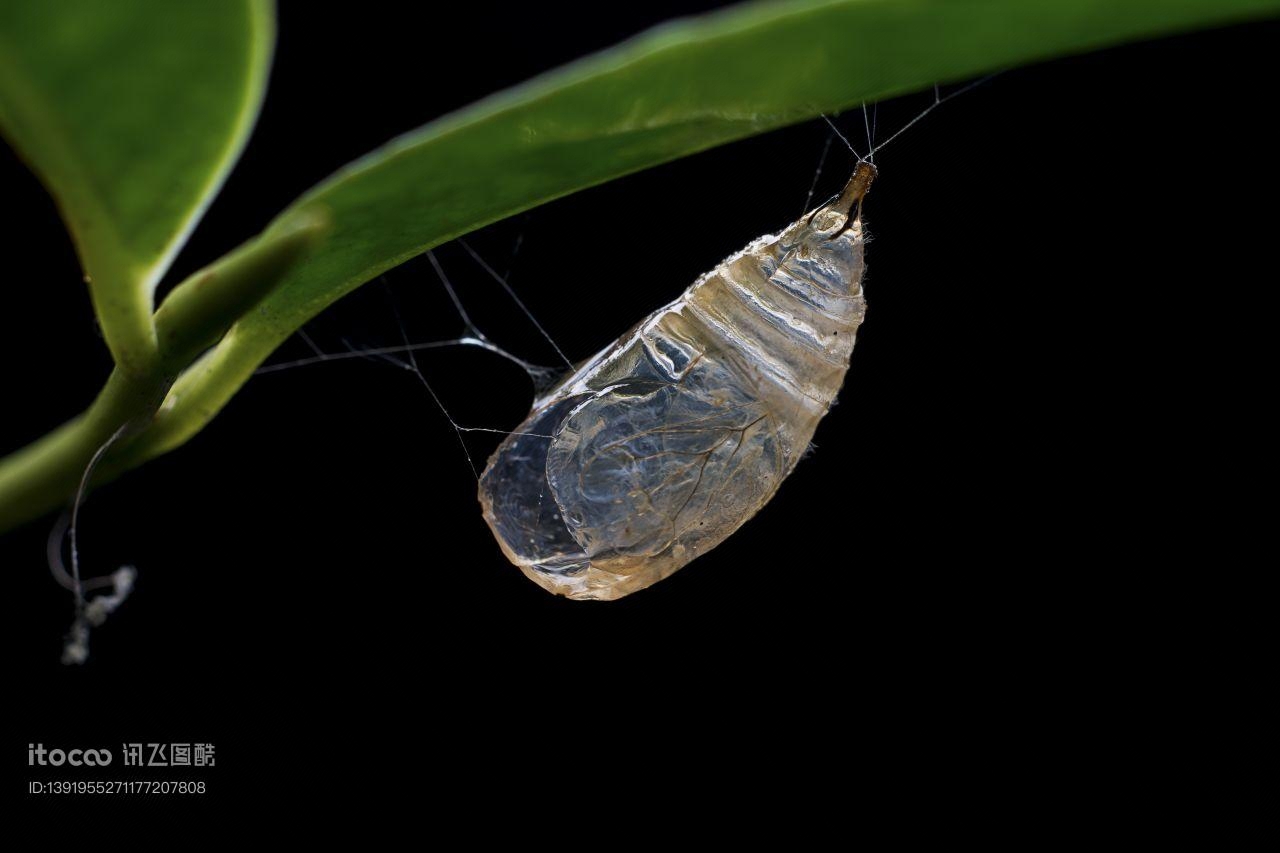 特写,生物,动物