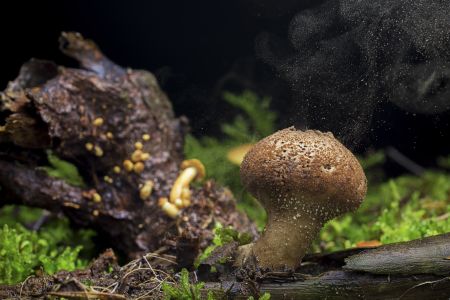 生物,蘑菇（块菌）,特写,自然,环境,青草,真菌,户外,田园风光,植物