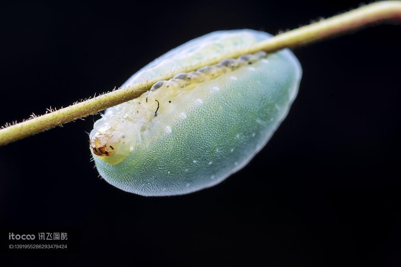 生物,昆虫,虫卵