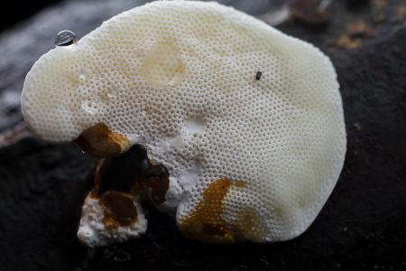 蘑菇（块菌）,蘑菇,植物,生物,真菌,特写