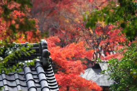 植物,树木,自然风光,枫树,国外,山峦,峡谷