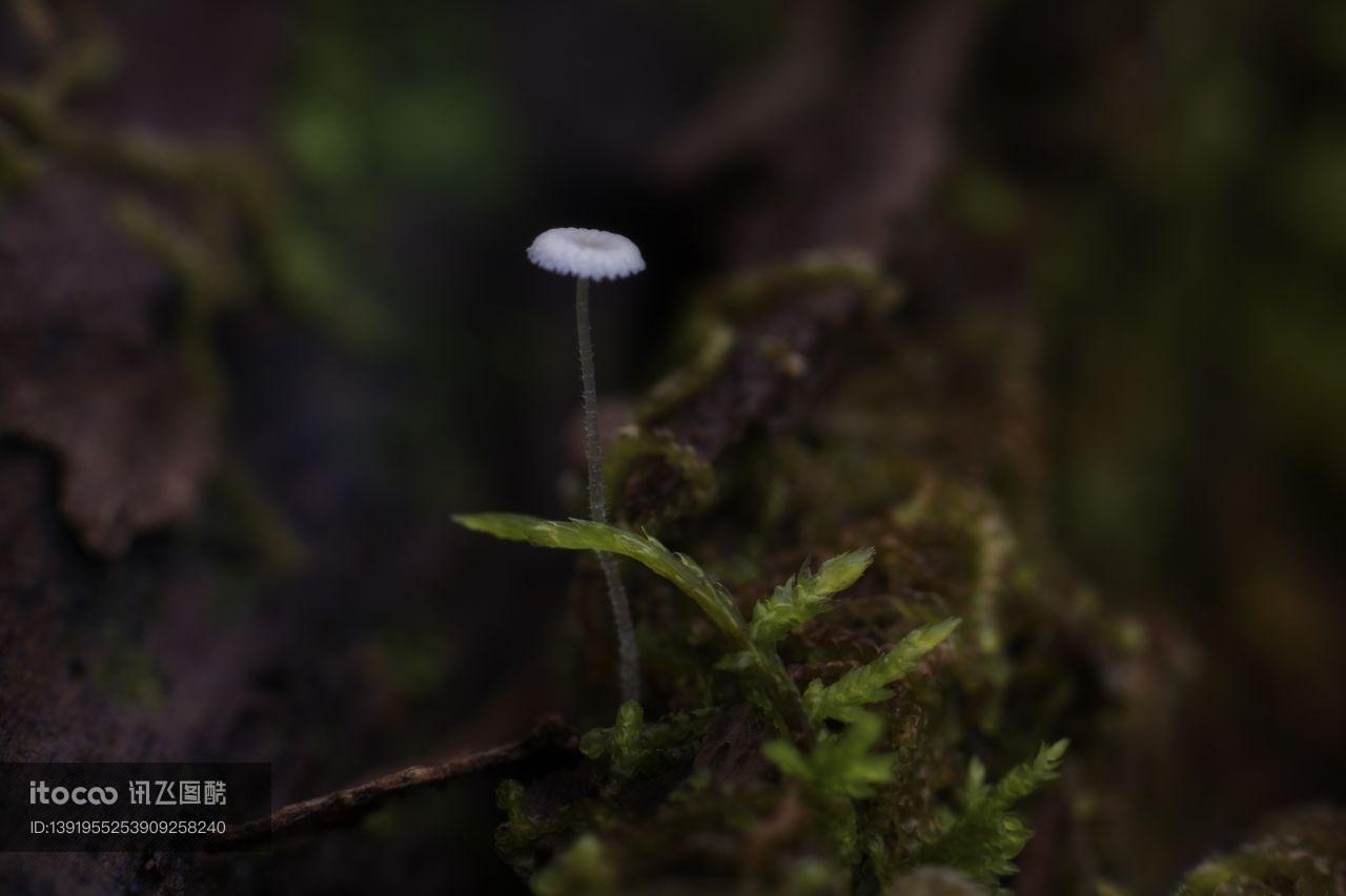 车前科,菊科,蓝花野茼蒿