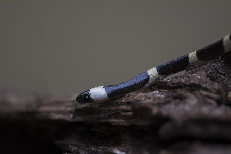 蛇,爬行动物,动物,生物,特写,微距