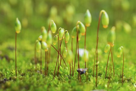 生物,葫芦藓,特写,青草,户外,自然,植物,环境,田园风光