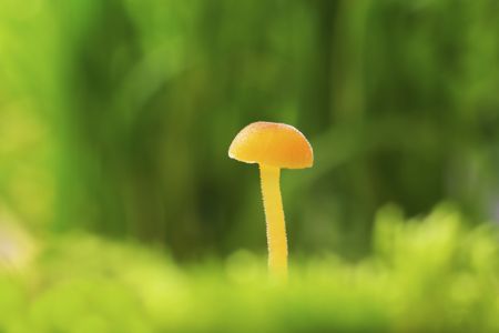 特写,青草,蘑菇（块菌）,自然,户外,生物,植物,真菌,树木,环境