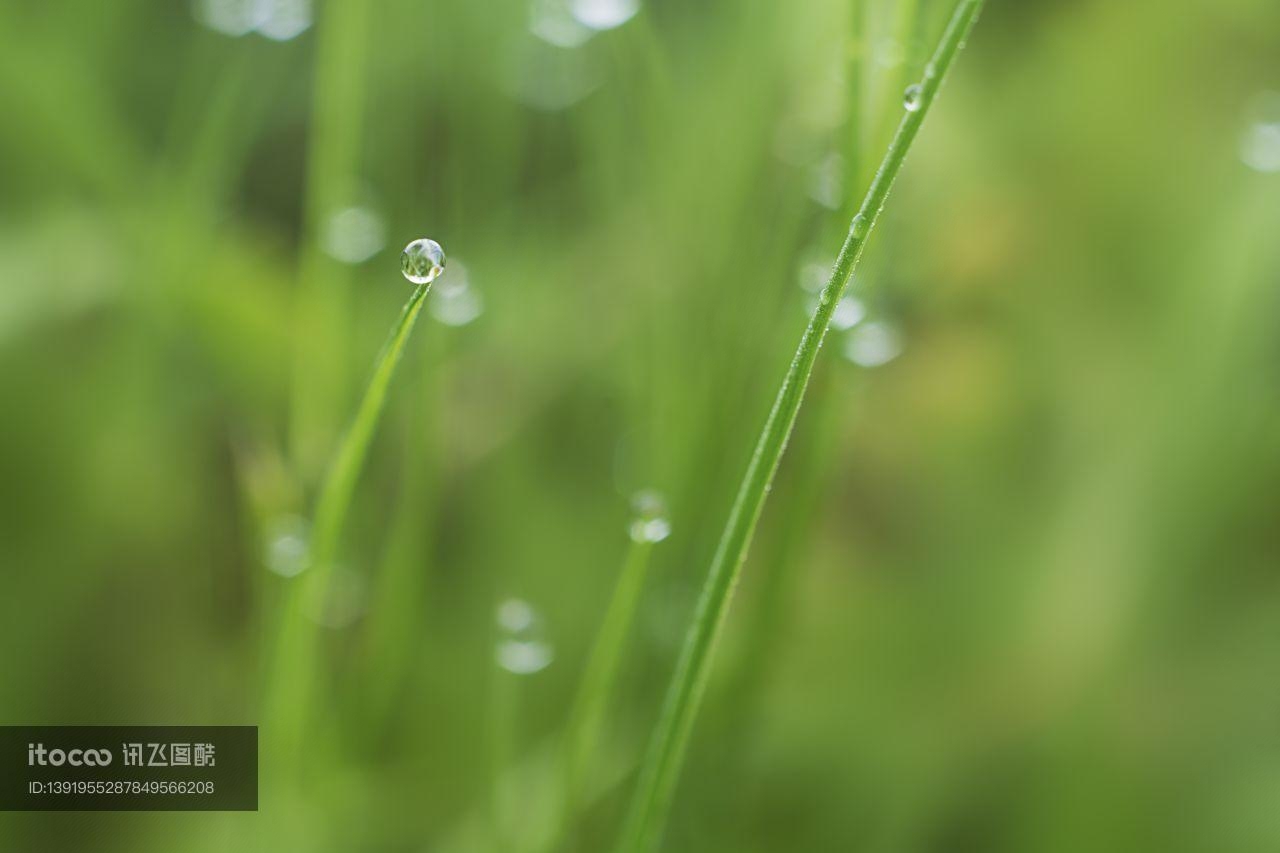 生物,特写,露水 