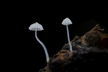 蘑菇（块菌）,特写,自然,户外,生物,植物,真菌,环境,树木