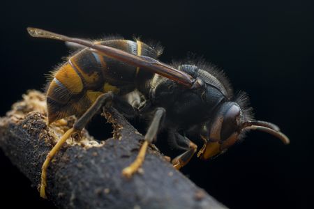 特写,黑色背景,生物,动物,昆虫,植物