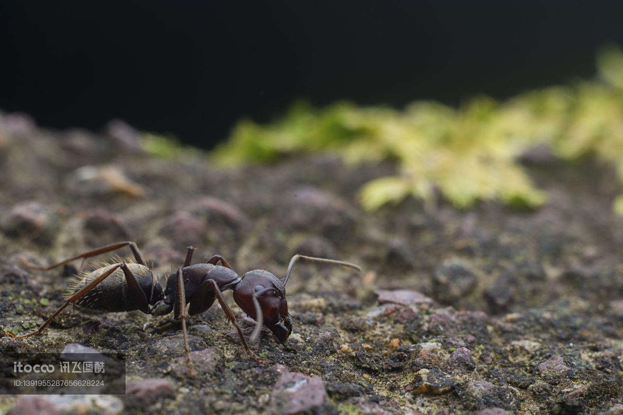 生物,蚂蚁,特写