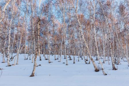 自然风光,冰雪,雪原,植物,树木,雪,冬天