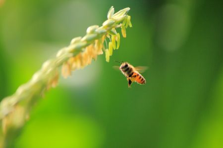 动物,蜜蜂,生物,自然风光,特写,昆虫,植物