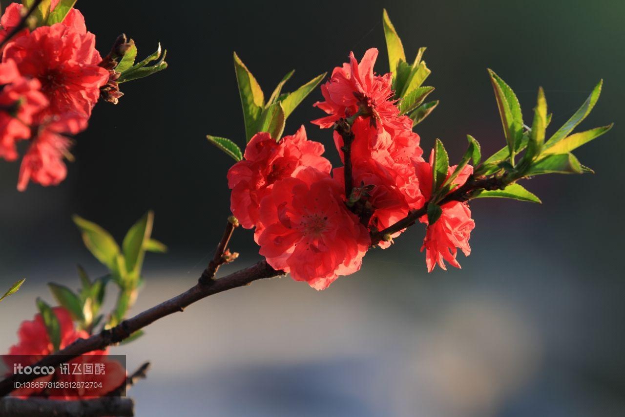 自然风光,植物,花