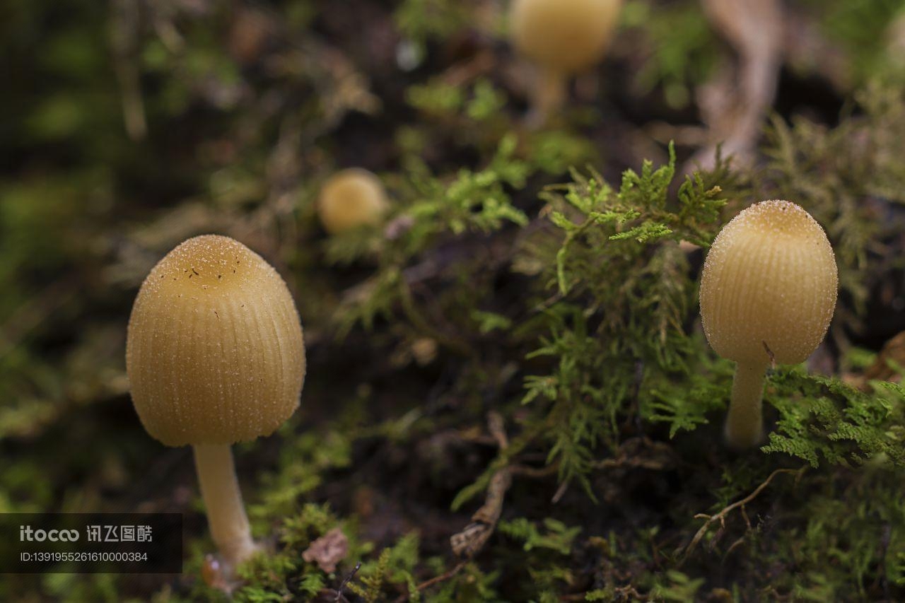 蘑菇（块菌）,生物,植物