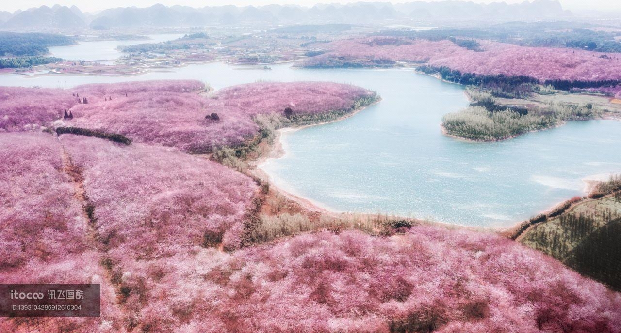 植物,航拍,花