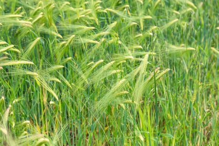 植物,麦田,稻田,小麦,自然风光
