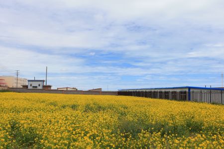 山川,自然风光,青海,草原,全景,天空,白云