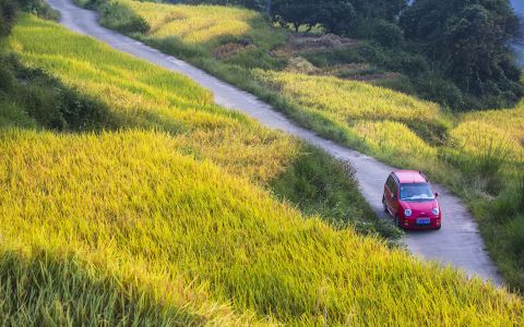 植物,自然风光,汽车,稻田,生物,乡村道路