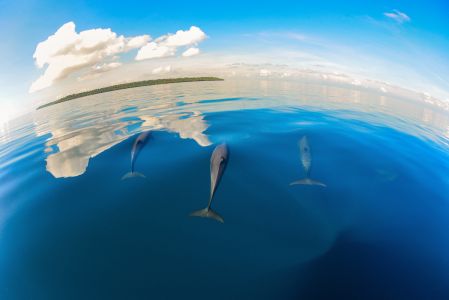 海豚,海洋哺乳动物,自然风光,生物,海洋,白云,全景,动物,哺乳动物,蓝鲸,鱼类