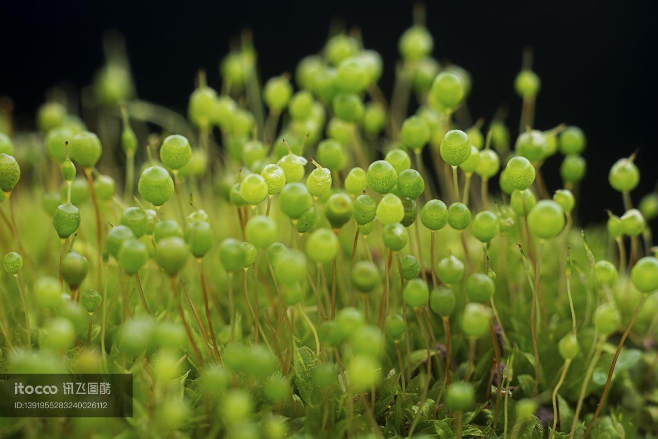 生物,苔藓,户外