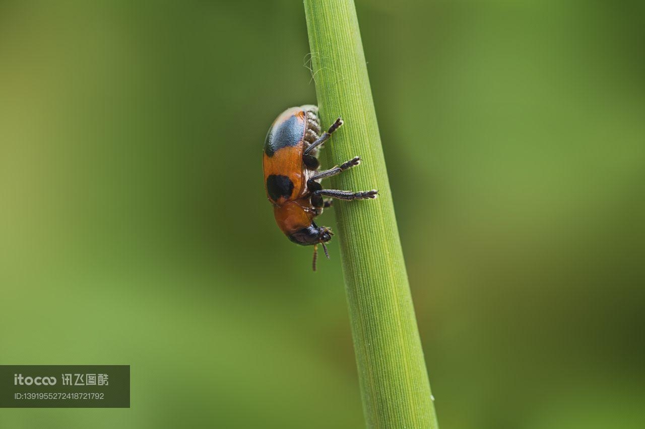 特写,七星瓢虫,生物