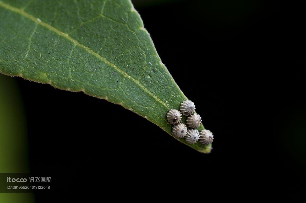 特写,虫卵,生物