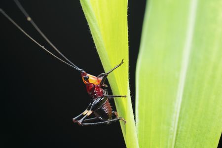 特写,生物,动物,昆虫,植物,树叶